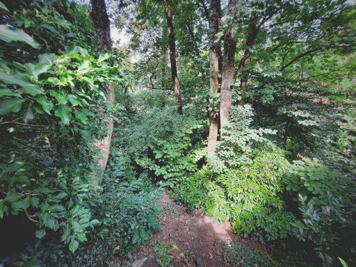 Oberes, dicht bewachsenes Plateau der Gartenanlage des Erbprinzenpalais in Saarbrücken im Sommer 2024